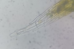 Racomitrium microcarpon