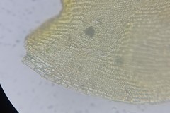 Racomitrium microcarpon