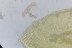 Racomitrium microcarpon