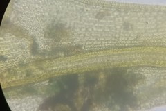 Racomitrium microcarpon