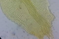 Racomitrium microcarpon