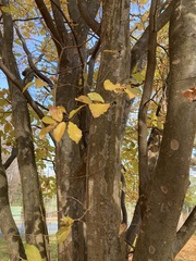 Parrotia