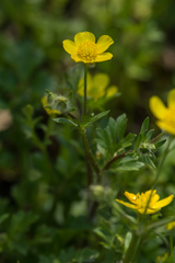 Ranunculus fascicularis