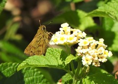 Polites vibex