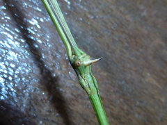 Phanoclocrania dorsuaria image