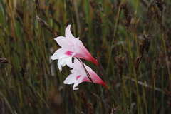 Gladiolus pappei