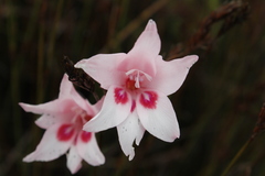 Gladiolus pappei