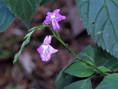 Bouchea pseudogervao