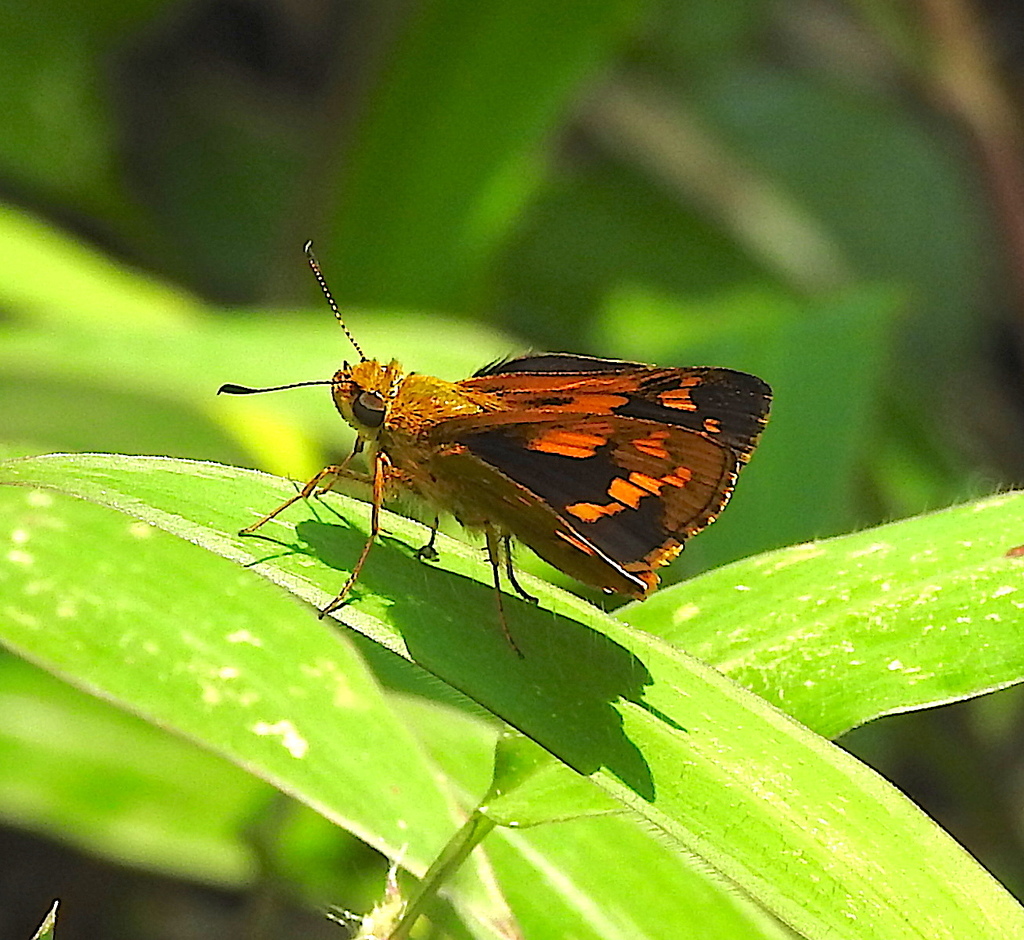 Bush Dart
