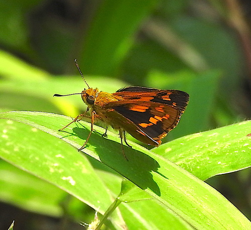 Bush Dart