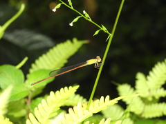 Ceriagrion olivaceum