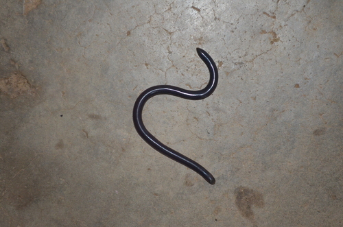 Schmidt’s blind-snake