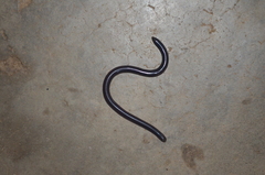 Afrotyphlops schmidti