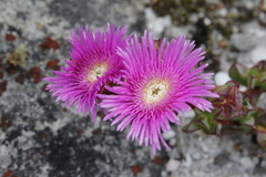 Erepsia forficata