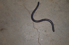 Afrotyphlops schmidti