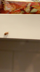 Coleoptera