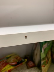 Coleoptera