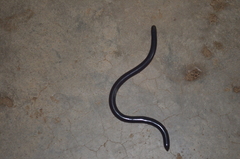 Afrotyphlops schmidti