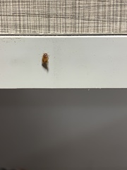 Coleoptera