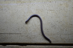Afrotyphlops schmidti