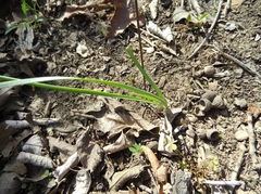 Zephyranthes chlorosolen