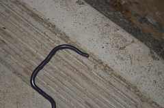 Afrotyphlops schmidti