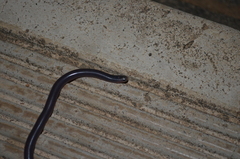 Afrotyphlops schmidti