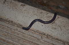 Afrotyphlops schmidti