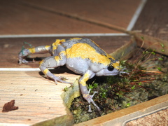 Uperodon triangularis