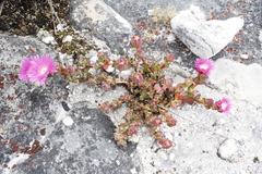Erepsia forficata