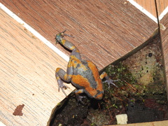 Uperodon triangularis