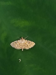 Notarcha aurolinealis