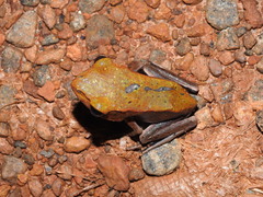 Clinotarsus curtipes