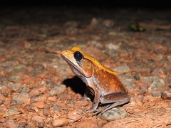 Clinotarsus curtipes