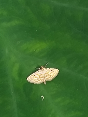 Notarcha aurolinealis