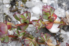 Erepsia forficata