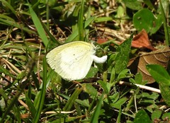Eurema elathea