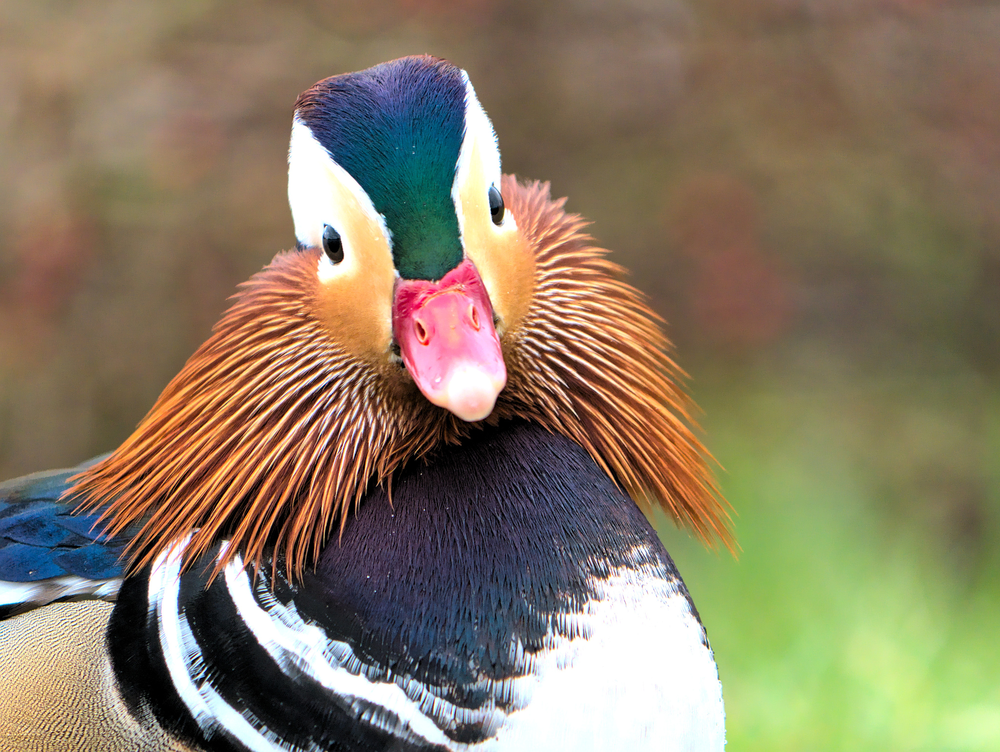Mandarin Duck illustration