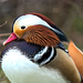 Wood and Mandarin Ducks - Photo (c) Blake Ross, some rights reserved (CC BY), uploaded by Blake Ross