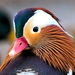 Mandarin Duck - Photo (c) Blake Ross, some rights reserved (CC BY), uploaded by Blake Ross