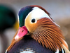 Mandarin Duck - Photo (c) Blake Ross, some rights reserved (CC BY), uploaded by Blake Ross