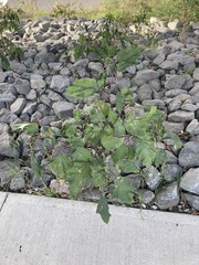 Datura stramonium