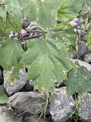Datura stramonium