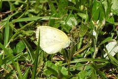Eurema elathea