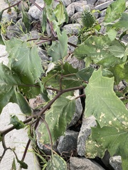 Datura stramonium