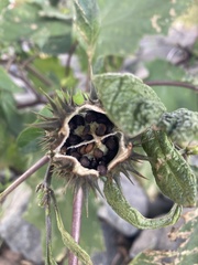Datura stramonium