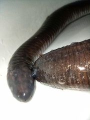 Dermophis mexicanus