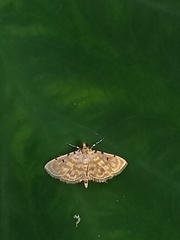 Notarcha aurolinealis