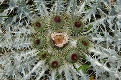 Onopordum acaulon