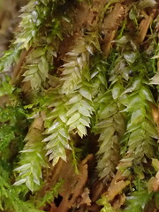 Plagiothecium nemorale